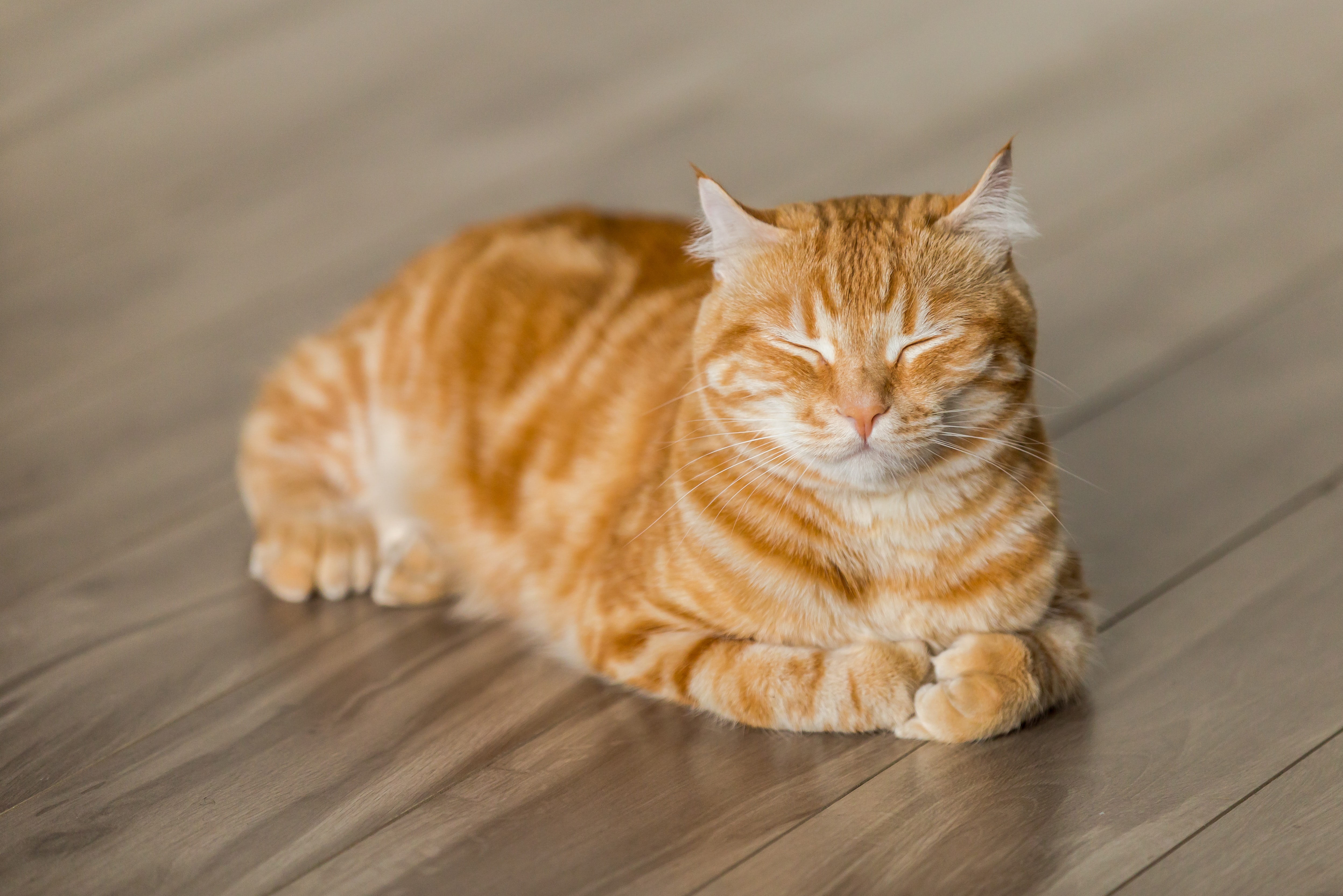 Image of the pet photo