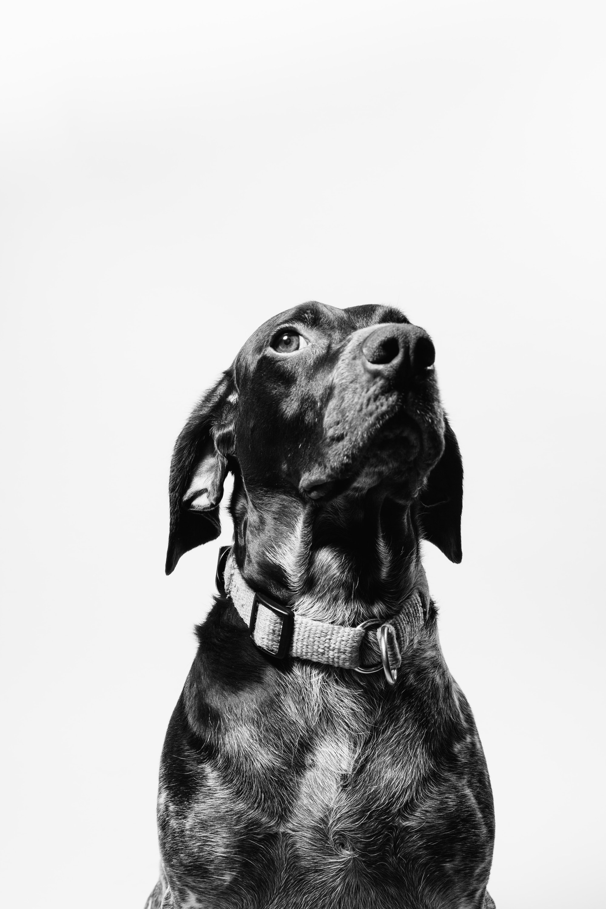 Gallery of Pet photos 08 as a new service